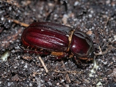 Semanopterus