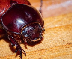 Semanopterus