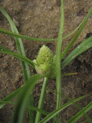 Cyperus michelianus