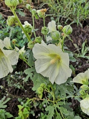 Alcea rugosa