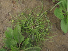 Cyperus michelianus