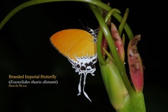 Eooxylides tharis distanti