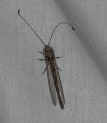 Ululodes quadripunctatus