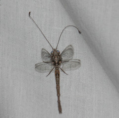 Ululodes quadripunctatus