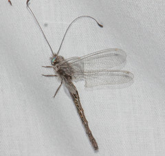 Ululodes quadripunctatus