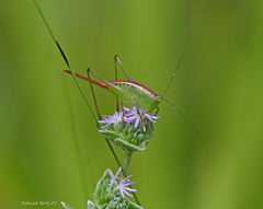 Odontoxiphidium apterum