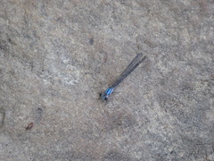 Argia tibialis