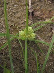 Cyperus michelianus