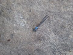 Argia tibialis