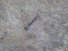Argia tibialis