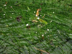 Eriocaulon breviscapum