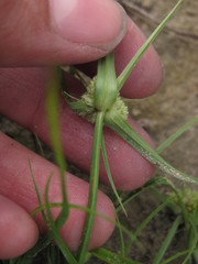 Cyperus michelianus