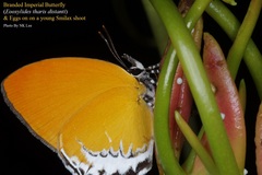 Eooxylides tharis distanti