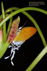 Eooxylides tharis distanti