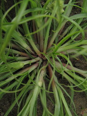 Cyperus michelianus
