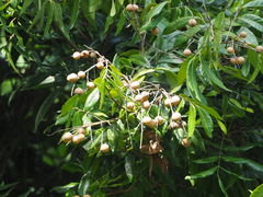 Dimocarpus longan