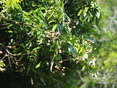 Dimocarpus longan