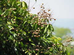 Dimocarpus longan