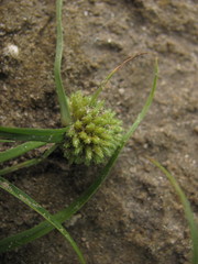 Cyperus michelianus