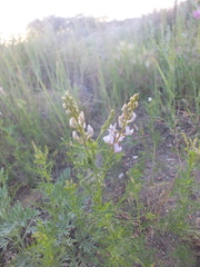 Astragalus sulcatus