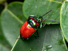 Chrysocoris eques