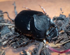 Onthophagus declivis