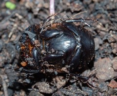 Onthophagus declivis