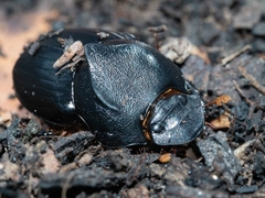 Onthophagus declivis