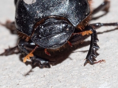 Onthophagus declivis