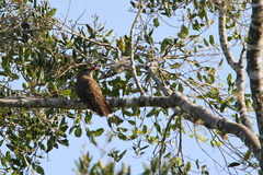 Taccocua leschenaultii