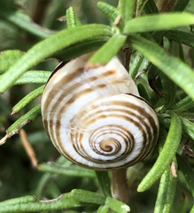 Pseudotachea splendida