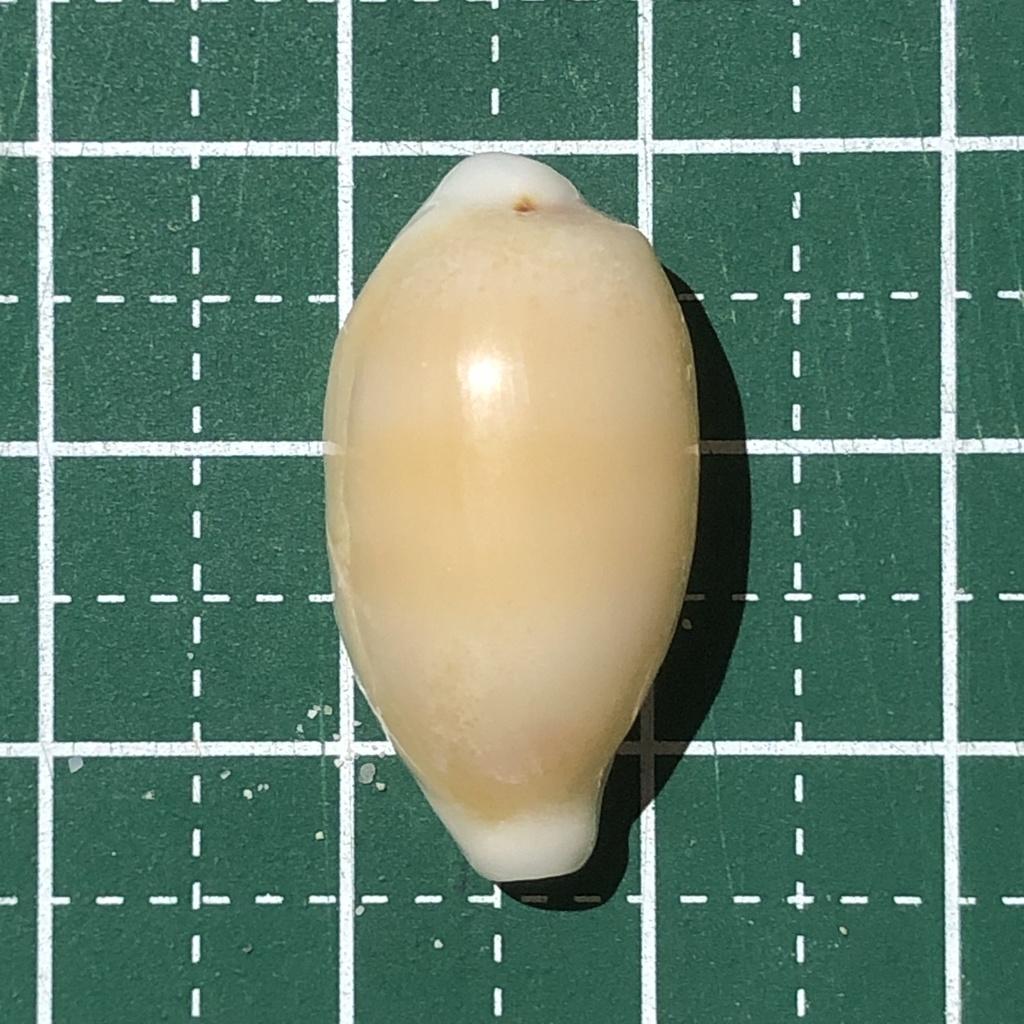 Blasicrura pallidula