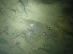 Alloteuthis subulata