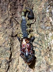 Centruroides bicolor