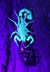 Centruroides bicolor