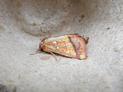 Papaipema leucostigma