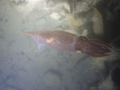 Alloteuthis subulata