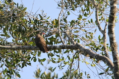 Taccocua leschenaultii