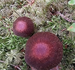 Cortinarius sanguineus