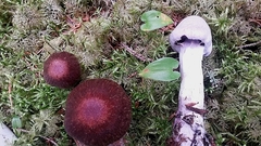 Cortinarius sanguineus