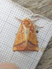 Papaipema leucostigma