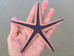 Astropecten articulatus