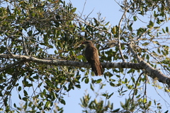 Taccocua leschenaultii