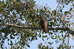 Taccocua leschenaultii