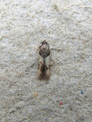 Walshia miscecolorella