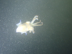 Sepiolidae