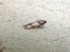 Walshia miscecolorella