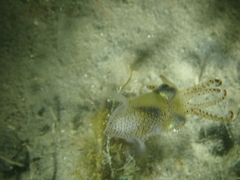 Sepiolidae