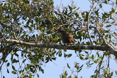 Taccocua leschenaultii