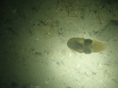 Sepiolidae